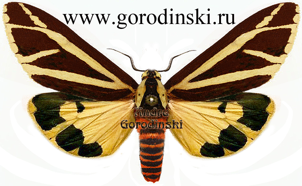 http://www.gorodinski.ru/arctiidae/Areas imperialis.jpg